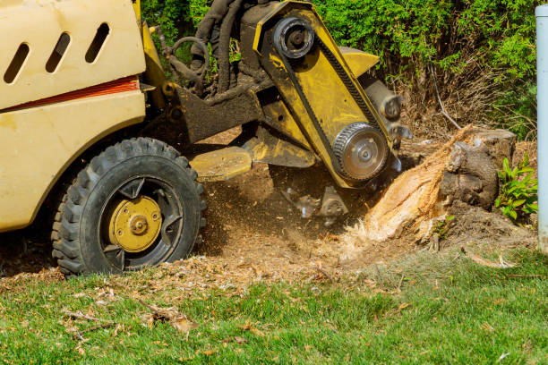 Best Best Tree Removal Services  in Monroe, UT